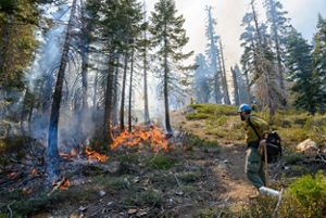 A man with a torch sets a prescribed fire among tall pine trees.