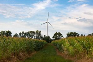 A wind turbine rises above a field of corn.