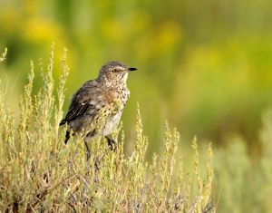 A small brown bird perches on top of a bush.