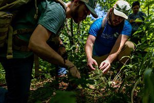 Two men crouch down to examine a small red spruce seedling growing on a forest floor.