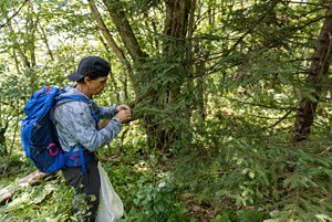 A man stands in a forest carefully collecting the fresh young tips of a red spruce tree.