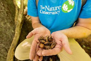 A man kneels on the ground cupping a collection of small red spruce cones in his hands.