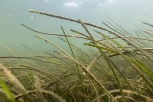 Long strands of eelgrass float in the water of a shallow bay.