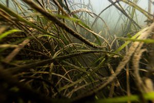 A large clump of eelgrass creates a floating meadow in a shallow coastal bay.