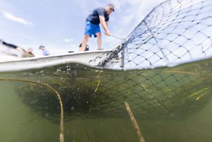 View looking up through the water at man standing on the stern of a small skiff using a dip net to collect strands of floating eelgrass.