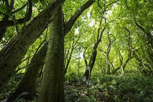 Close up of the forests in Palmyra.