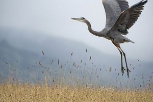 A great blue heron spreads its wings and begins a takeoff.