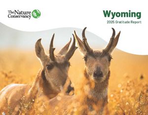 Cover report with two pronghorn bucks.