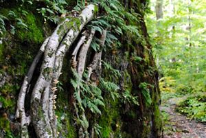 Close up view of a tree vine in the foreground and forest in background.