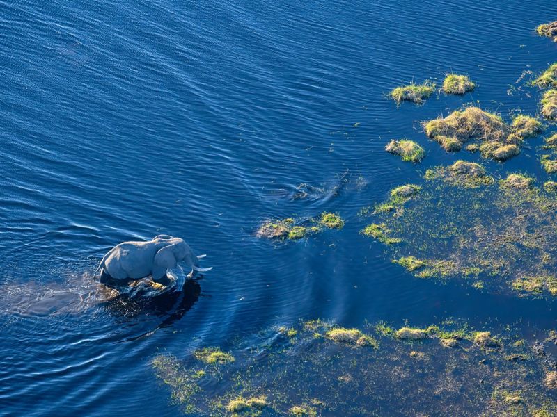 Aerial view looking down on an adult African elephant walking through shallow water.
