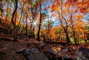Fall colors over bridge.