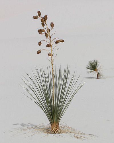 Soaptree Yucca in White Sands National Park, New Mexico.