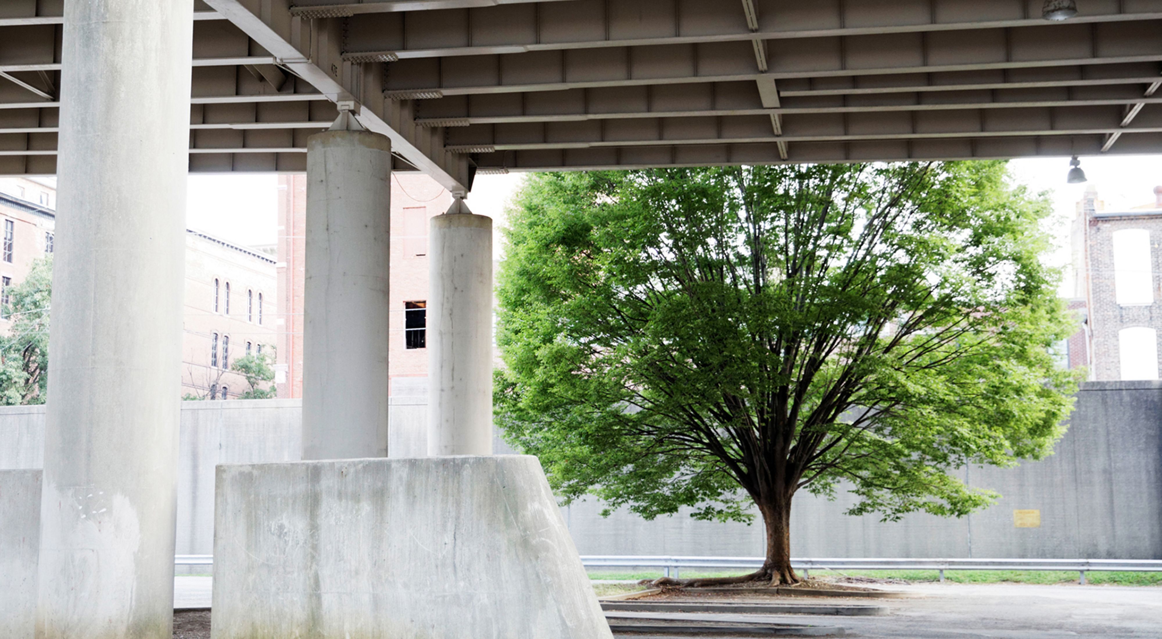 Trees in parking area under Spaghetti Junction, in Louisville, Kentucky.