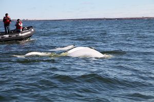 A guided excursion into the beluga whale estuary.