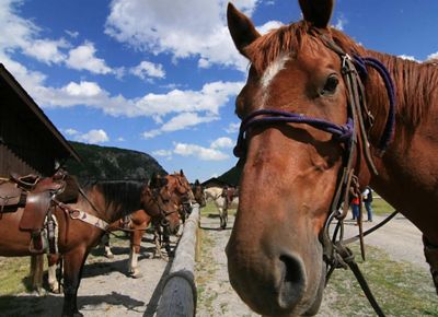 Horses at TNC's Pine Butte Guest Ranch