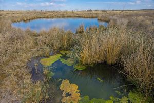 A marshy pond pilled with plants and tall grass.