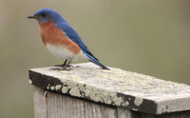 A small bird with a brown and white belly and a blue face and back rests on a wooden box.
