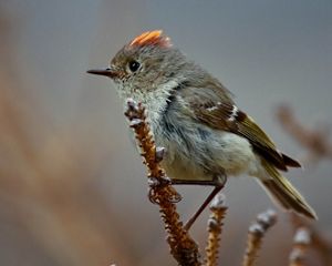 Closeup of a small gray songbird.
