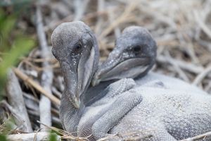 Two featherless, white baby pelicans huddle together in a nest amongst green vegetation