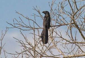 A large black bird perches on a brown branch.