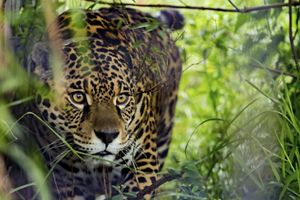 Photo of a jaguar looking out from the brush.