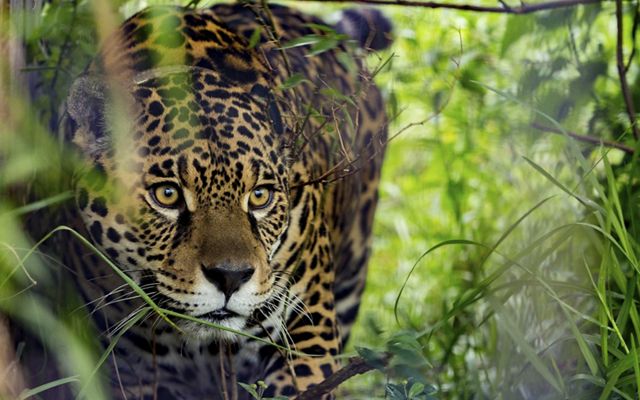 Photo of a jaguar looking out from the brush.