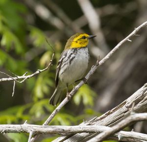 A small bird with a yellow head and a black and grey body sits on a twig.