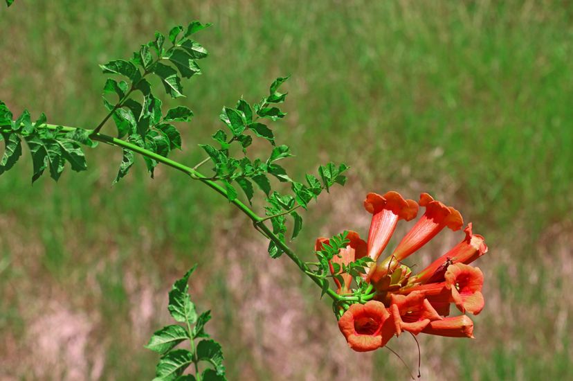 Eight bright orange trumpet shaped blossoms growing at the end of a thin green vine.