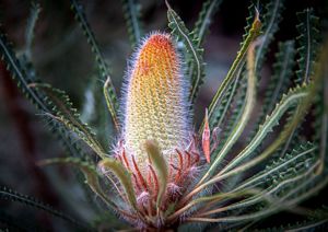 Banksia flower by Kay Cypher
