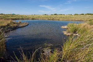 A blue pond with ripples surrounded by tall grass.