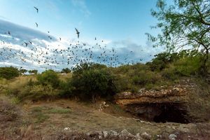 Bats flutter and emerge from a deep cave entrance dotted with green shrubs, soaring agianst a setting blue sky.