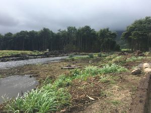 Nearly barren stream bank with only a few clumps of grass in foreground and a stand of invasive mangrove in the background.