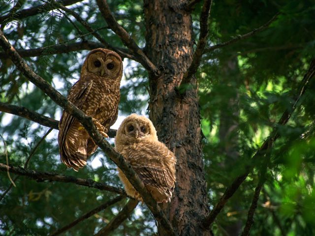 California spotted owl parent and chick. Spotted owl populations are increasingly threatened by high severity fires that can eliminate or degrade their habitat. 