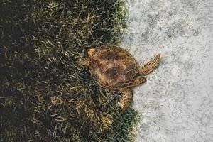 a loggerhead turtle swims away from a field of seagrass