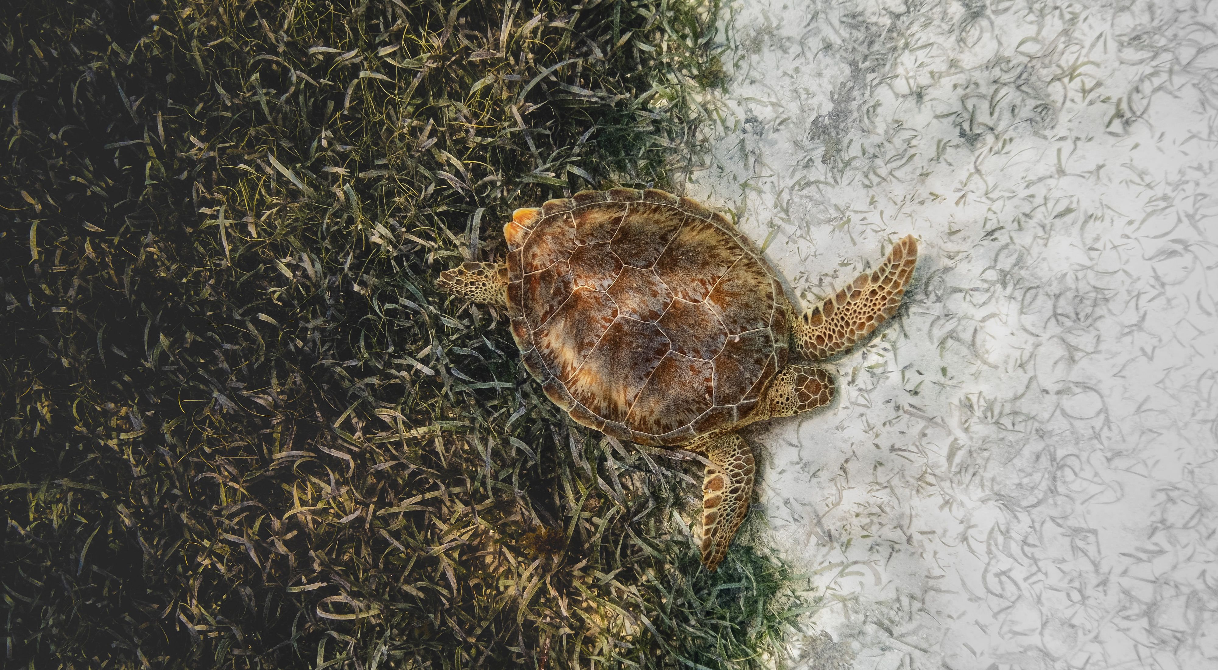 a loggerhead turtle swims away from a bed of seagrass
