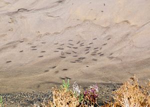 small fish swimming in very shallow sandy water