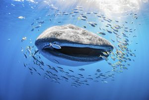 A whale shark with a halo of fish swimming around it.