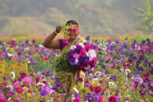 A woman working at a flower field