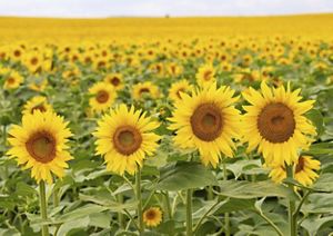 Field of yellow sunflowers.