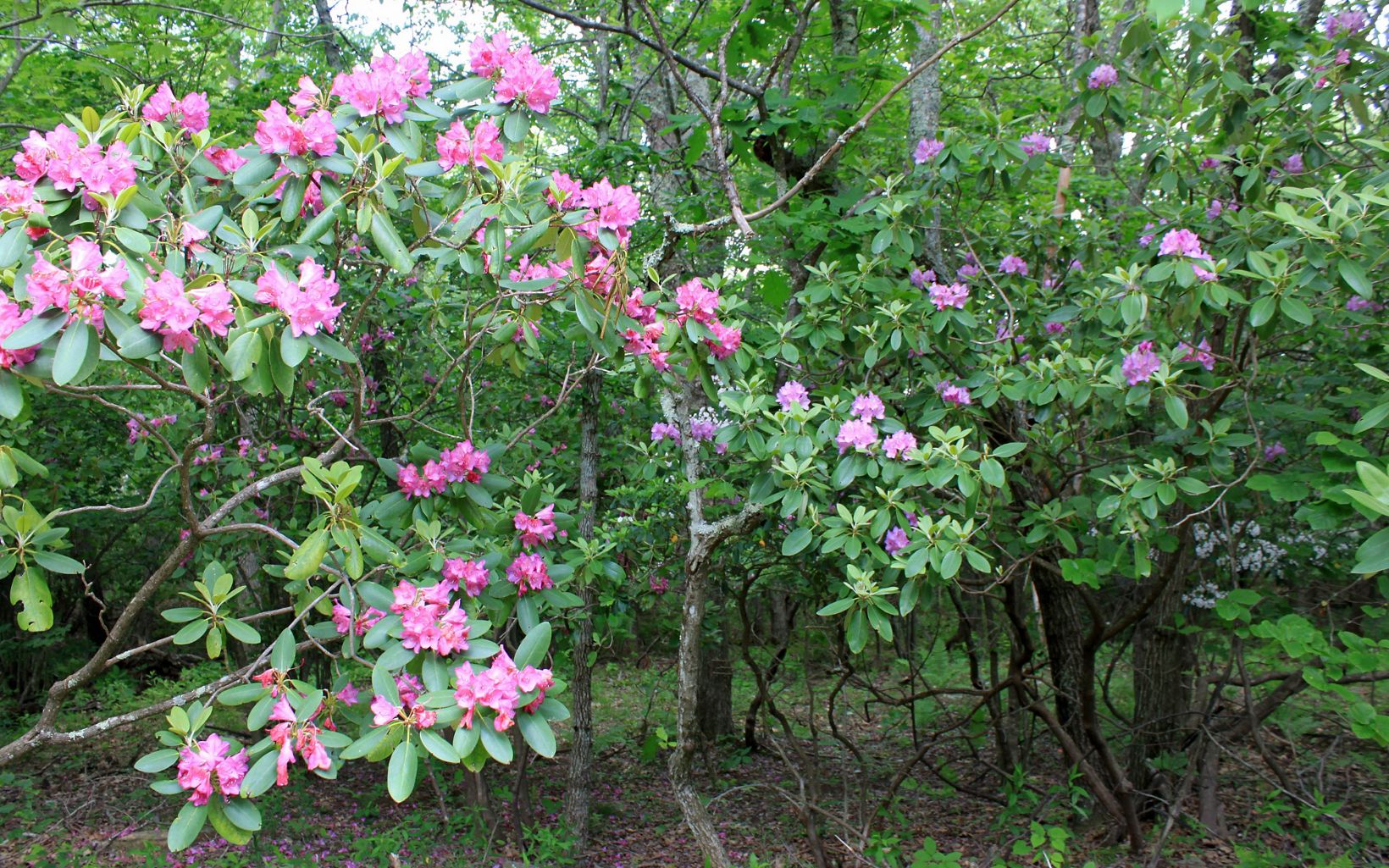 
                
                  Virginia Getaways Rhododendron and mountain laurel, Warm Springs Mountain Preserve.
                  © Daniel White / TNC
                
              