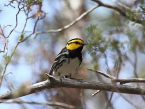 A bird with a yellow head and black and white feathers sits on a thin branch.