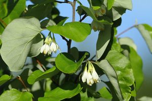 Two clusters of white flowers with yellow centers hang from branches with green leaves.