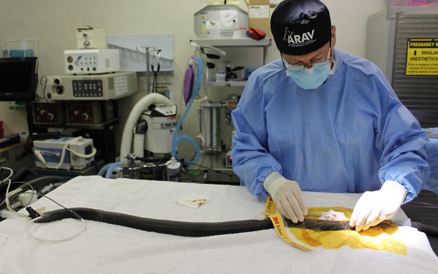A vet wearing blue scrubs and white surgical gloves conducts surgery on a long, black snake stretched out on a white table.