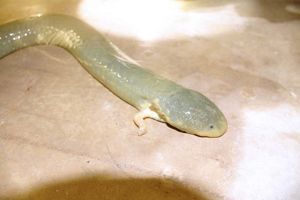 A pale green, eel-like creature with two small legs and gills.
