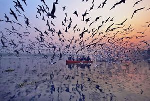 Hundreds of sea birds flock around a small red canoe filled with people on a body of water at sunset.