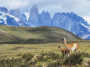 View of llamas and mountains in Patagonia.
