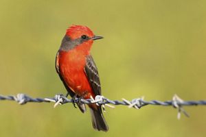 Close-up of a small red bird with black features perched on a barbed wire line. 