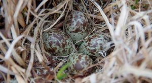 Rock Sandpiper Nest