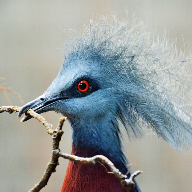 A Scheepmaker's crowned pigeon holds a twig in its beak.

