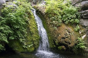 A waterfall surrounded by lush greenery and mossy rocks.